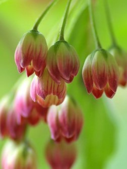 口紅サラサドウダンツツジ 花芽付き 草丈3５ｃｍ前後 １３ ５ｃｍ鉢作りこみ 植木 庭木 売買されたオークション情報 Yahooの商品情報をアーカイブ公開 オークファン Aucfan Com