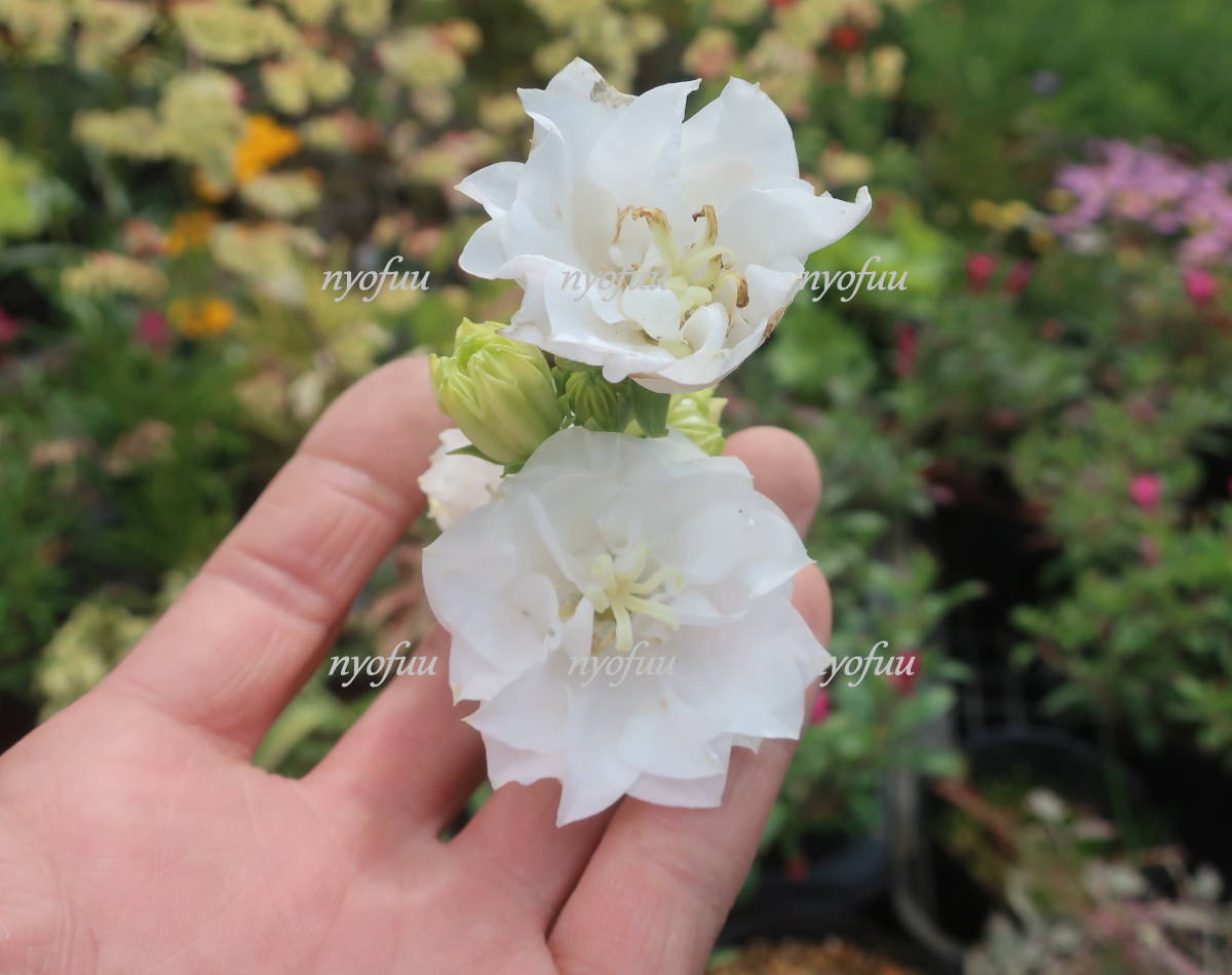 八重咲き カンパニュラ ホワイトティアラ ツリガネソウ 釣鐘草 切り花 耐寒 宿根 草花 宿根草 山野草 切花 地植え 鉢植え ガーデニング その他 売買されたオークション情報 Yahooの商品情報をアーカイブ公開 オークファン Aucfan Com