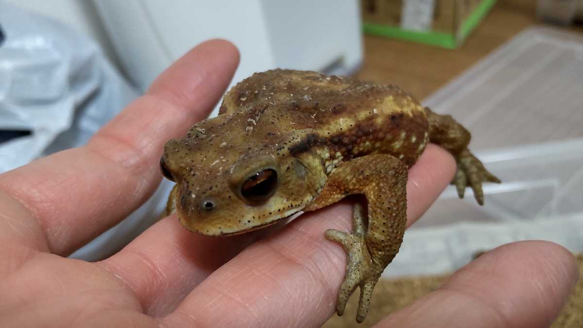 2 ミヤコヒキガエル 7 2cm ダークブラウン系 人工餌食べます 2匹以上購入 ジャイアントミルワーム ふすま付きも可 カエル 売買されたオークション情報 Yahooの商品情報をアーカイブ公開 オークファン Aucfan Com