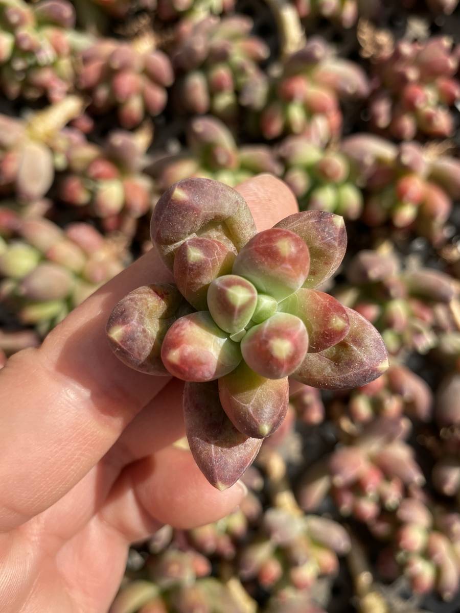 Df124多肉植物 エケベリア サボテン 25個 観葉植物 花 園芸 千代田の松 多肉植物 観葉植物 超美苗 サボテン 売買されたオークション情報 Yahooの商品情報をアーカイブ公開 オークファン Aucfan Com
