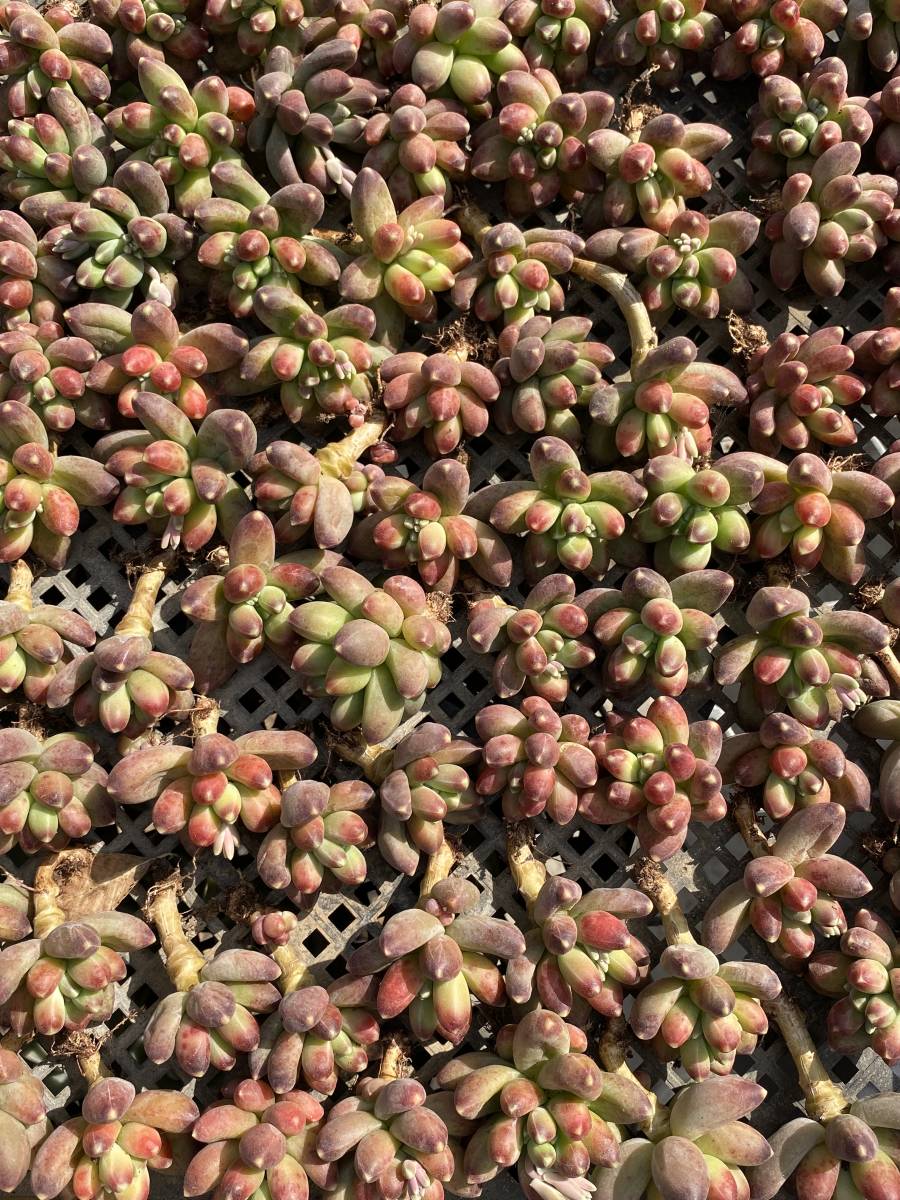 Df124多肉植物 エケベリア サボテン 25個 観葉植物 花 園芸 千代田の松 多肉植物 観葉植物 超美苗 サボテン 売買されたオークション情報 Yahooの商品情報をアーカイブ公開 オークファン Aucfan Com