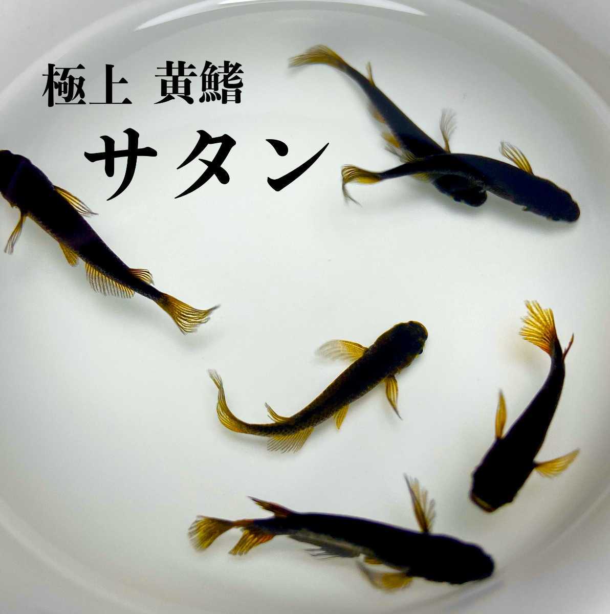 サタン 有精卵50個 A 極上 黄 鰭 ヒレ ヒレ長 オロチ ブラックダイヤ 三色 卵 メダカ たまご めだか めだか 売買されたオークション情報 Yahooの商品情報をアーカイブ公開 オークファン Aucfan Com