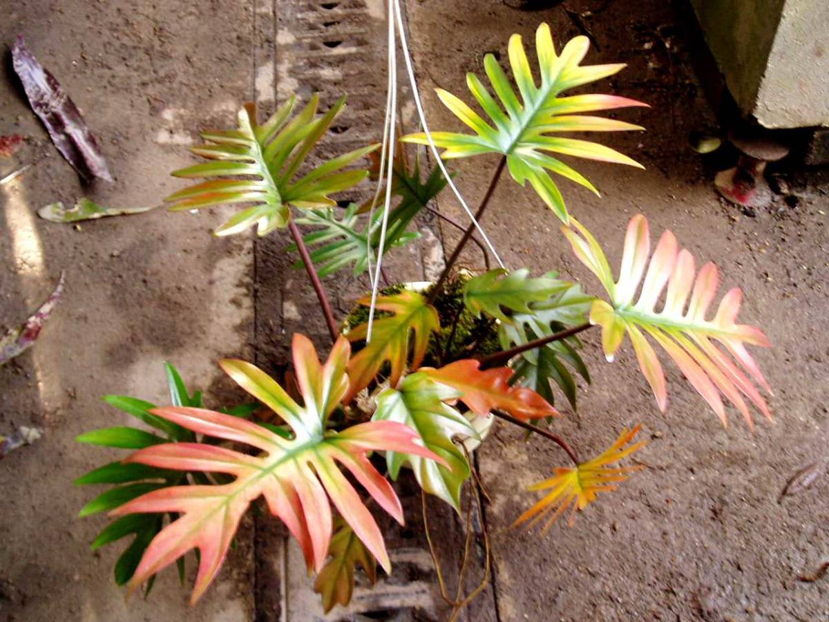 正規品，人気SALE ＫＮ フィロデンドロン マヨイ PHILODENDRON MAYOI 1.2Ｍ以下(観葉植物)｜売買されたオークション情報、yahooの商品情報をアーカイブ公開 - オークファン その他