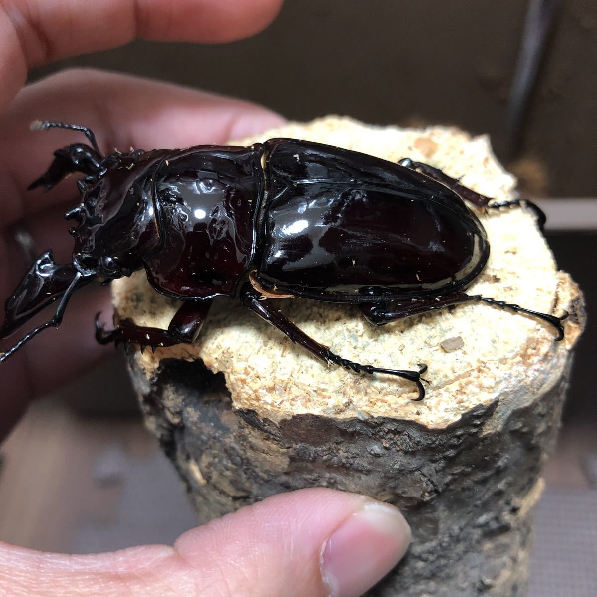 赤レギウスオオツヤクワガタ　　赤レギ　♂♂♀ 漆赤　