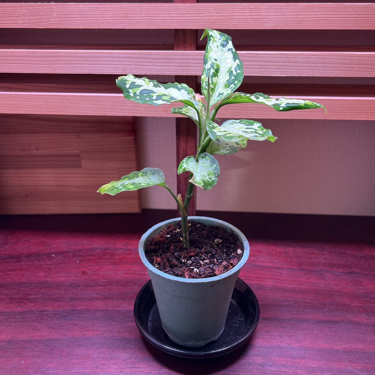 ニルヴァーシュAZ便 Aglaonema pictum アグラオネマピクタム