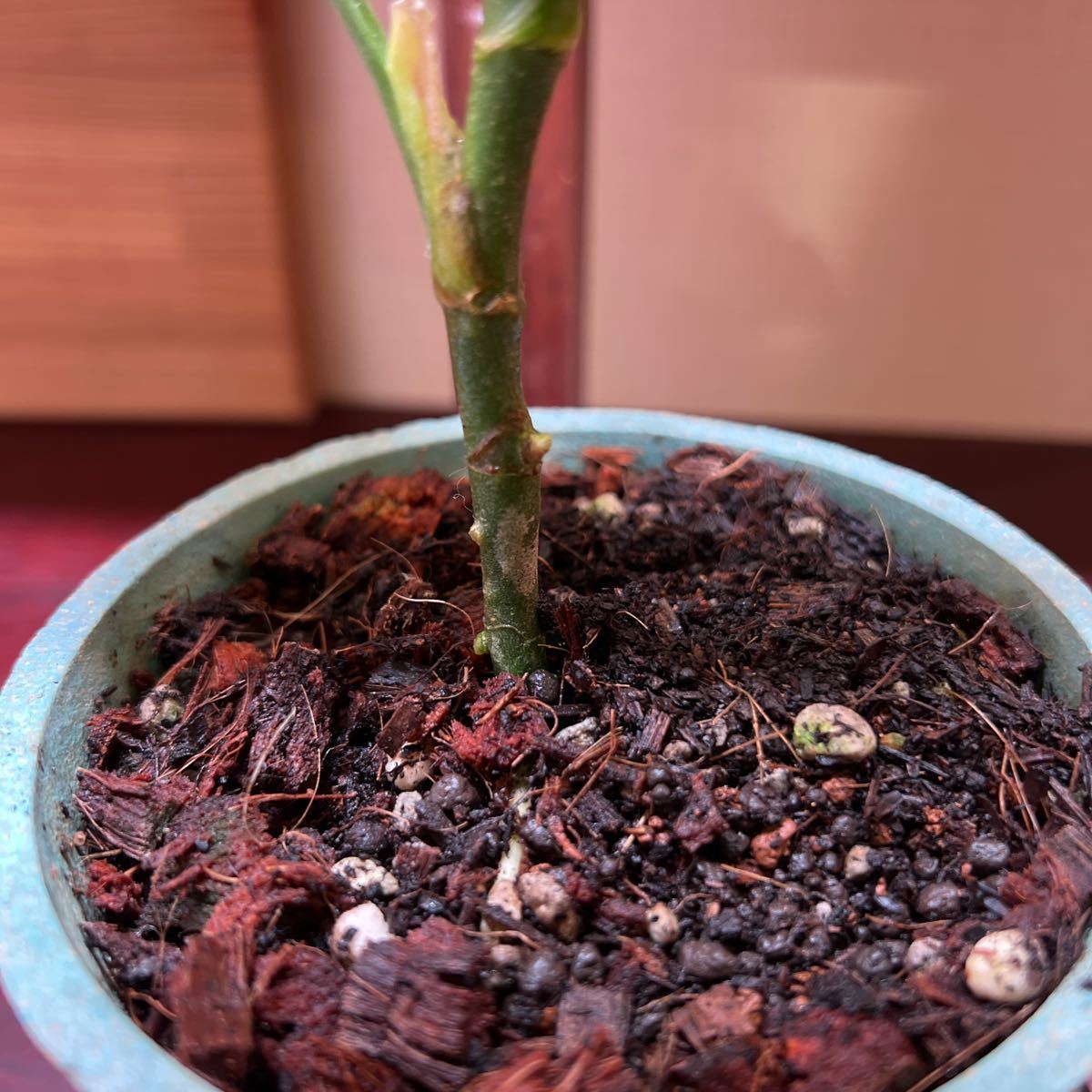 ニルヴァーシュAZ便 Aglaonema pictum アグラオネマピクタム
