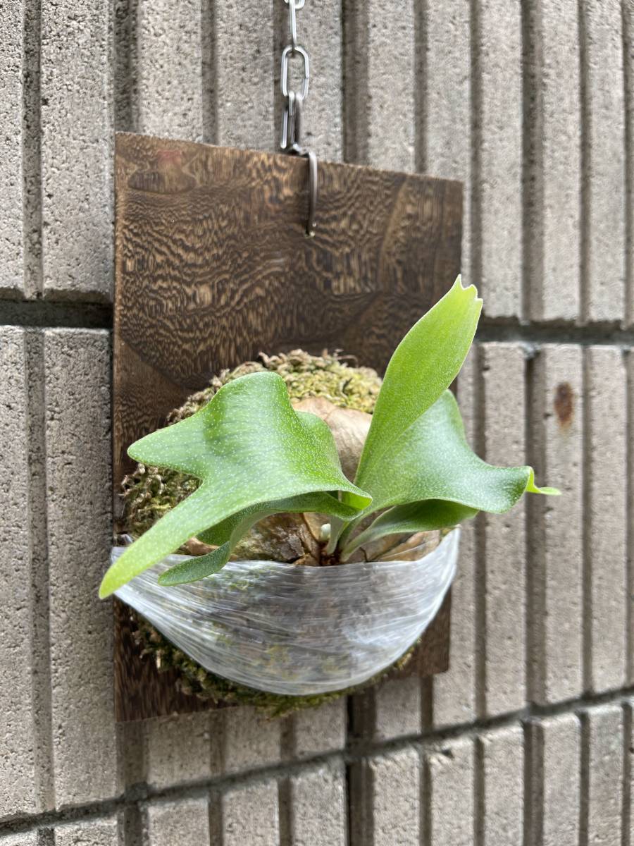 P. Nokogiri 】Platycerium ビカクシダ コウモリラン