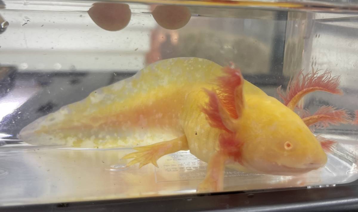 ショートボディ 大 ウーパールーパー ゴールデン 生体 アホロートル 短小 両生類 メキシコサラマンダー サンショウウオ イモリ サラマンダー 売買されたオークション情報 Yahooの商品情報をアーカイブ公開 オークファン Aucfan Com