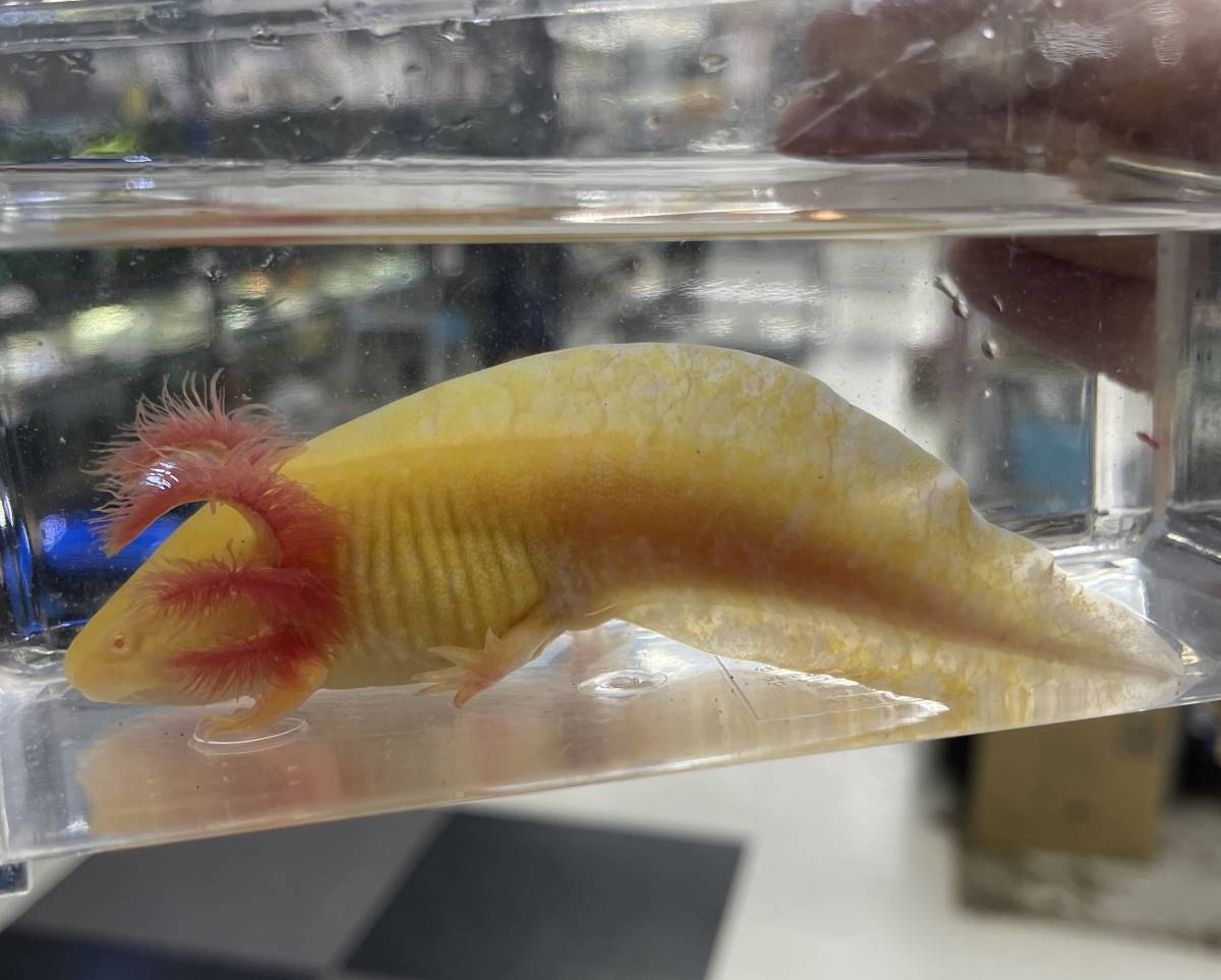 ショートボディ 大 ウーパールーパー ゴールデン 生体 アホロートル 短小 両生類 メキシコサラマンダー サンショウウオ イモリ サラマンダー 売買されたオークション情報 Yahooの商品情報をアーカイブ公開 オークファン Aucfan Com ショートボディ 大 ウーパールーパー ゴールデン 生体 アホロートル 短小 両生類 メキシコサラマンダー サンショウウオ イモリ サラマンダー 売買されたオークション情報 Yahooの商品情報をアーカイブ公開 オークファン Aucfan Com