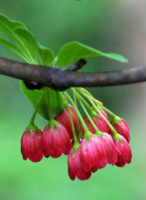 チチブドウダンツツジ 花芽付き 草丈３０ｃｍ前後 ９ｃｍ鉢作りこみ 植木 庭木 売買されたオークション情報 Yahooの商品情報をアーカイブ公開 オークファン Aucfan Com