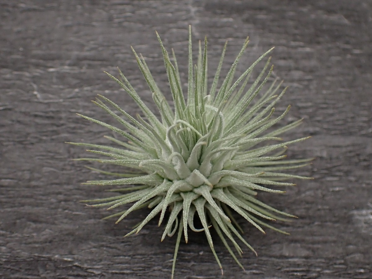 Tillandsia Fuchsii V Fuchsii チランジア フックシー フックシー エアプランツep 第四種 税別1円 アナナス 売買されたオークション情報 Yahooの商品情報をアーカイブ公開 オークファン Aucfan Com