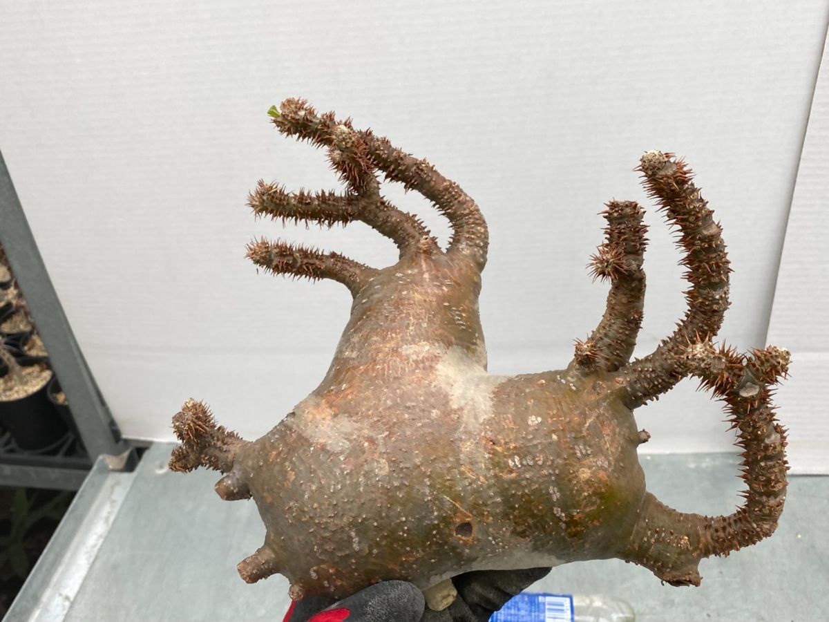 ニ6338 「現地株」パキポディウム マカイエンセ 中~大 抜き苗【4/1最新到着・マダガスカル・Pachypodium makayense・塊根植物】