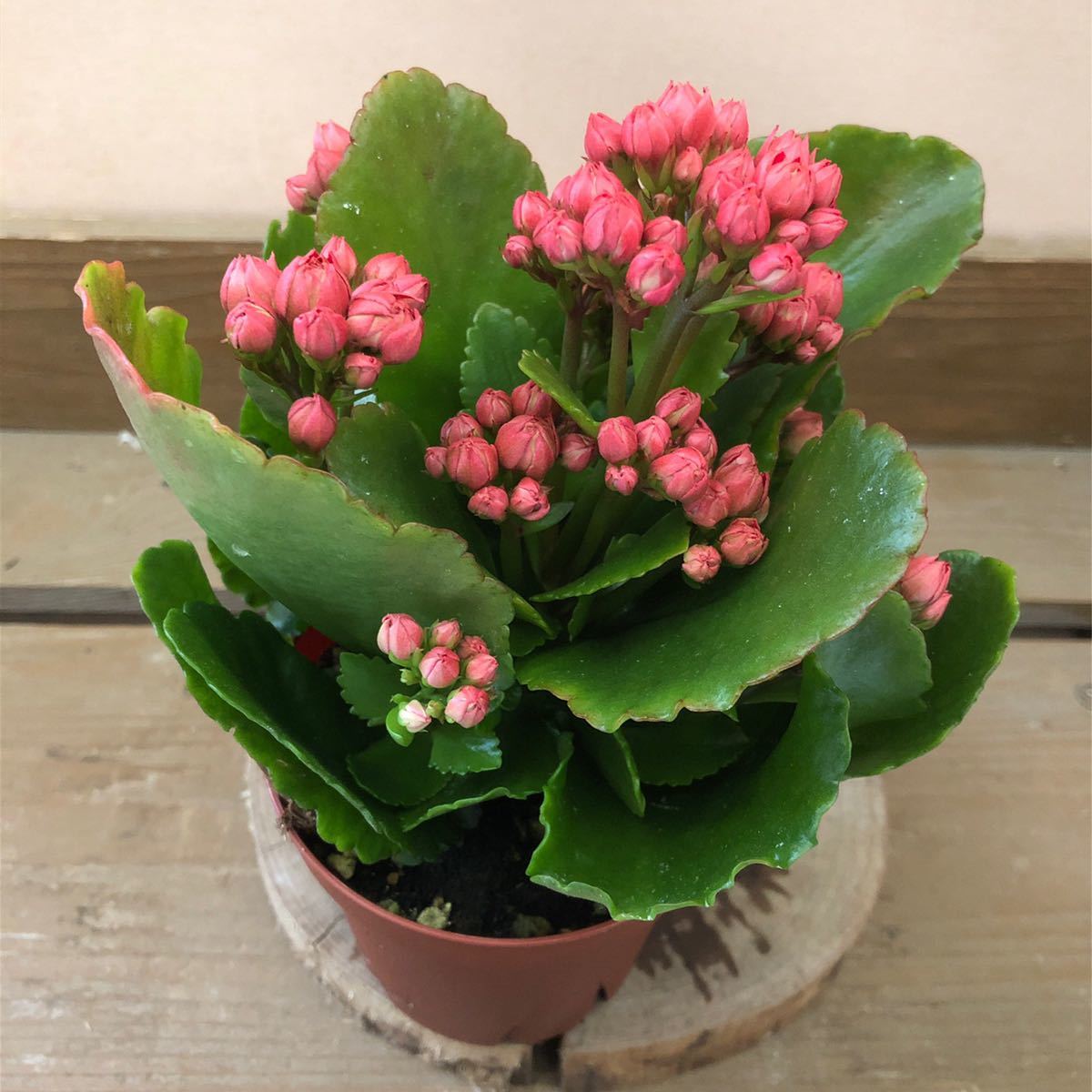 カランコエ パリ クイーンローズ レッド その他 売買されたオークション情報 Yahooの商品情報をアーカイブ公開 オークファン Aucfan Com