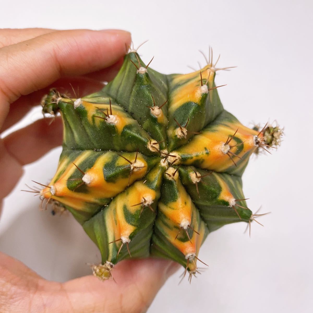 多肉植物 サボテン ギムノカリキウム・ミハノビッチ錦 緋牡丹錦 斑入り