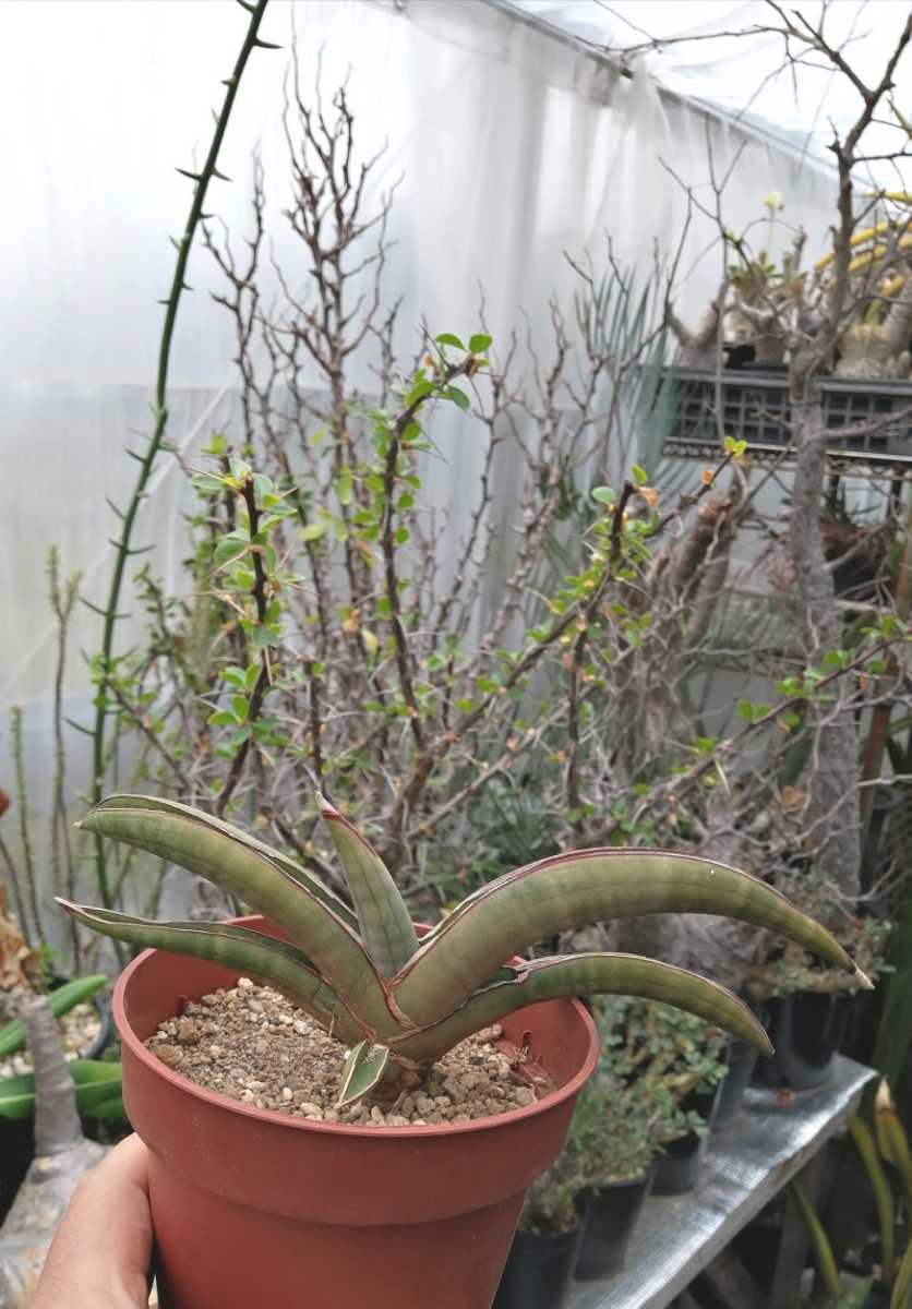 最終価格サンスベリアプフィステリー サンセベリア 塊根植物 