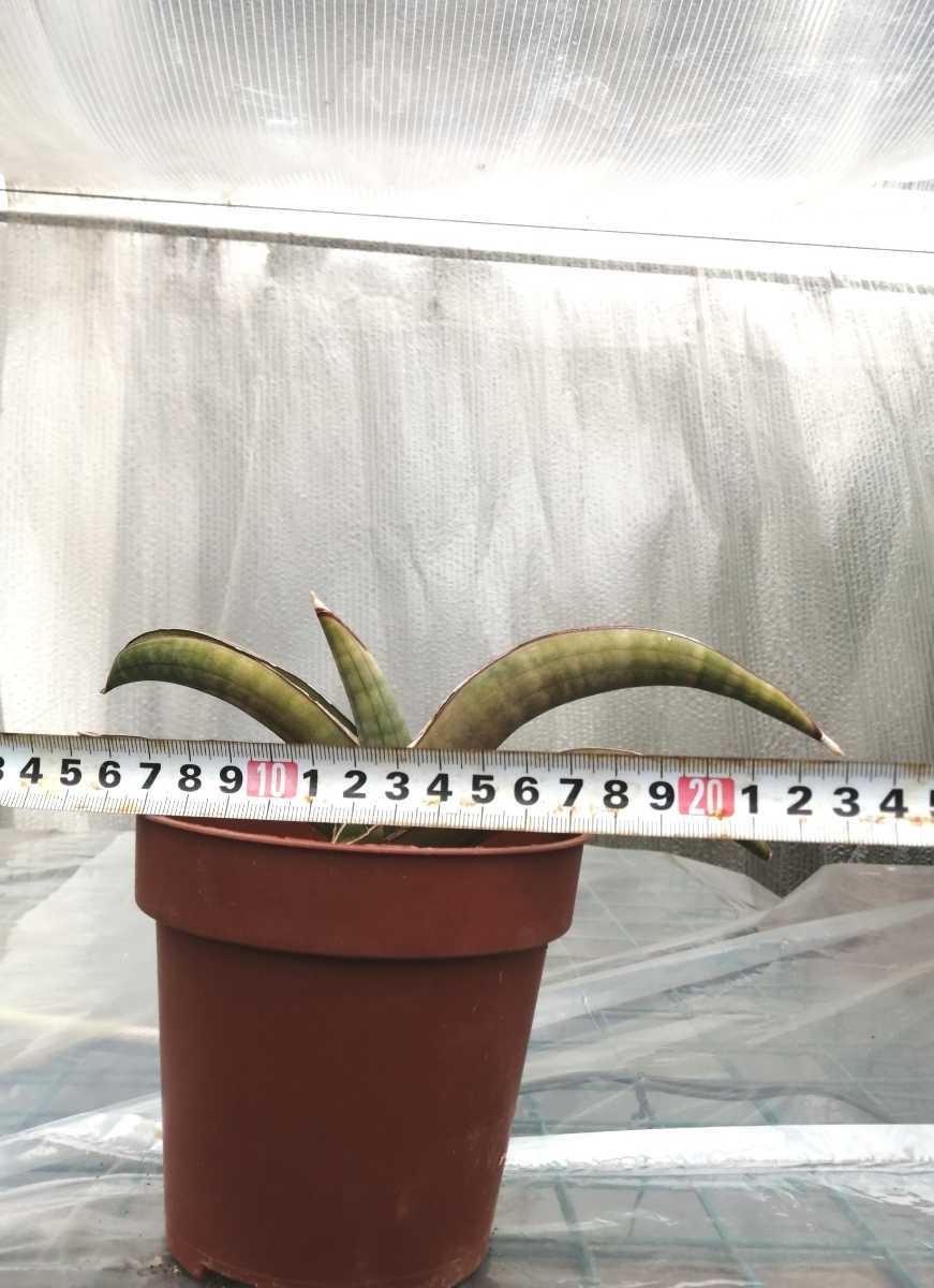 最終価格サンスベリアプフィステリー サンセベリア 塊根植物 