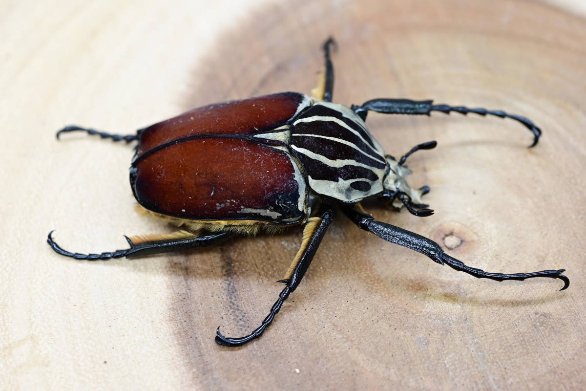 新成虫)ゴライアス・ゴリアテス