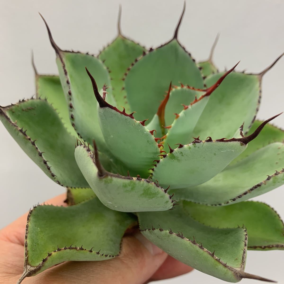 アガベ Agave ベビーティース錦 potatorum ベビーティース – 覆輪斑