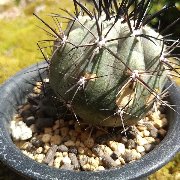 黒王丸 台付 日焼け傷 サボテン 多肉植物