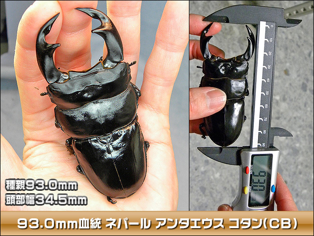 ネパール アンタエウスオオクワガタ コタン(CB)♂86mm♀49.5 ネパール アンタエウスオオクワガタ コタン(CB)♂86mm♀49.5