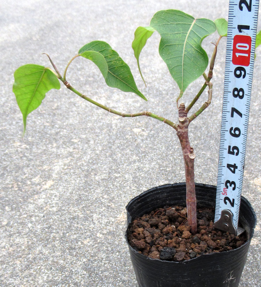 インド菩提樹の苗 ボダイジュ Ficus Religiosa 樹高11cm 挿し木苗 フィカス 第4種郵便なら Ib 観葉植物 売買されたオークション情報 Yahooの商品情報をアーカイブ公開 オークファン Aucfan Com