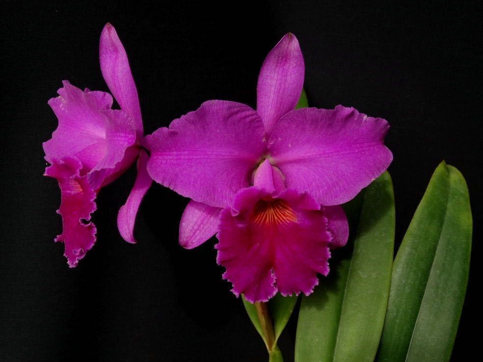 新作入荷，高品質 洋蘭原種 Cattleya labiata rubra x rubra 新芽あり(ラン)｜売買されたオークション情報、yahooの商品情報をアーカイブ公開 - オークファン ラン