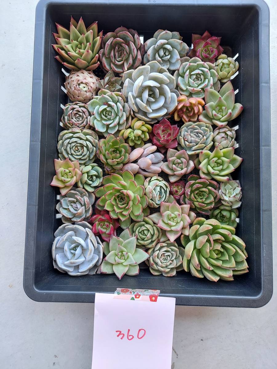 韓国多肉植物 韓国苗 エケベリア Echeveria 45-360多肉植物 寄せ