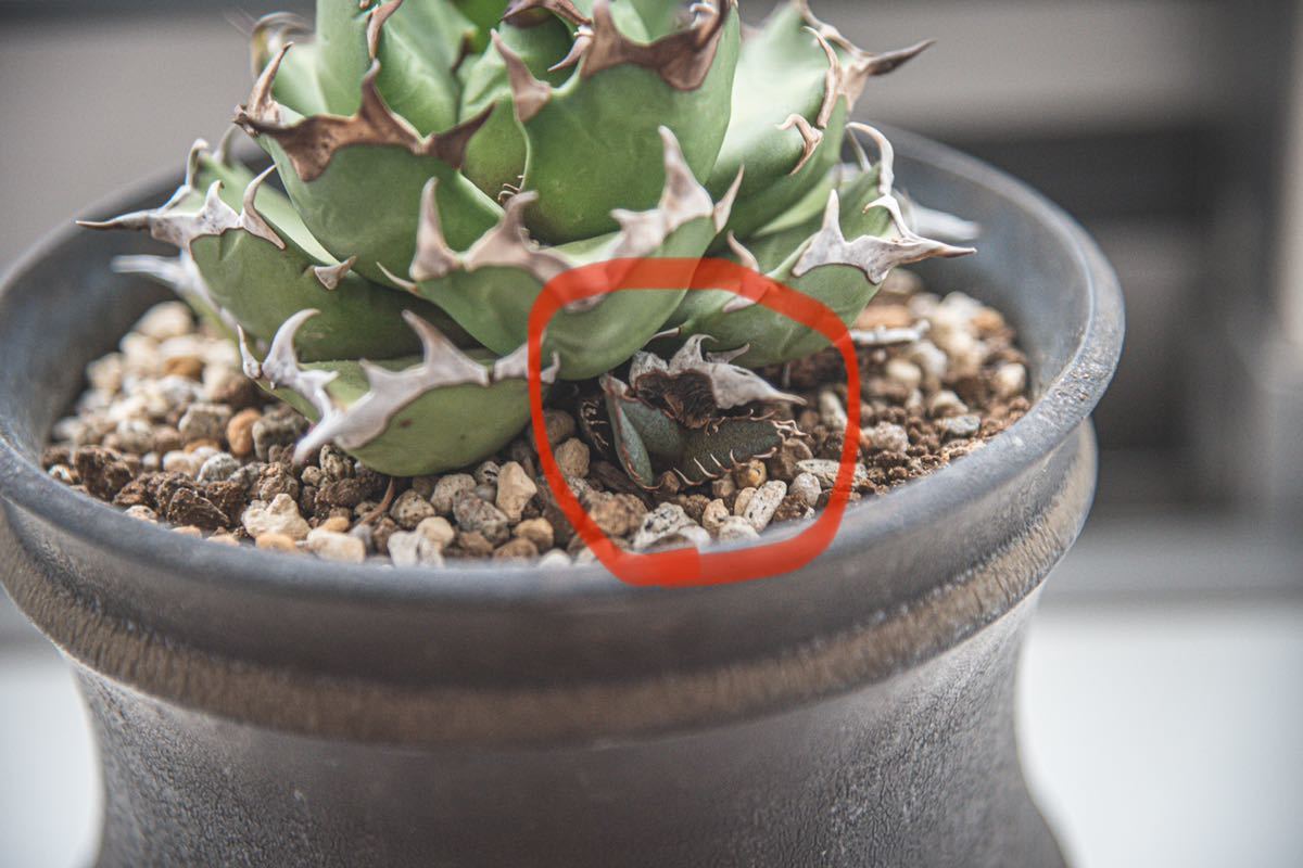 サボテン 多肉植物 紅蓮竜 2本 貴重 Denmoza erythrocephala デンモザ