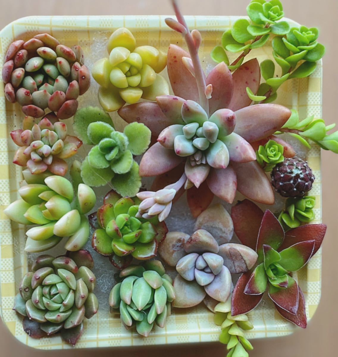 多肉植物カット苗セットj 秋麗 マッコス 紅葉祭り 丸葉万年草 センペルビウム ピンクルルビー オリビア 他 サボテン 売買されたオークション情報 Yahooの商品情報をアーカイブ公開 オークファン Aucfan Com