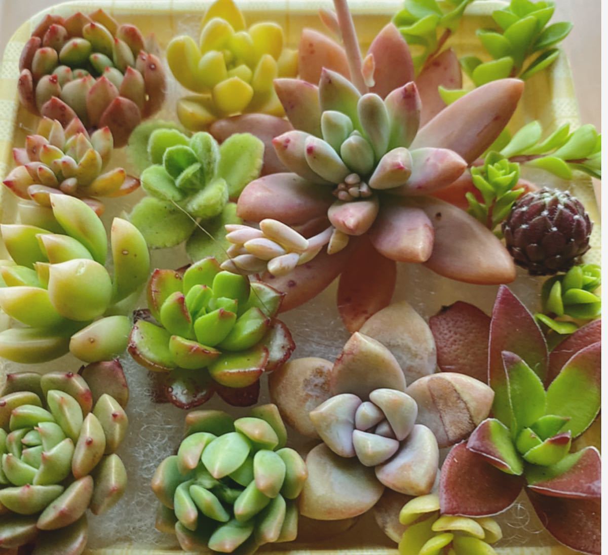 多肉植物カット苗セットj 秋麗 マッコス 紅葉祭り 丸葉万年草 センペルビウム ピンクルルビー オリビア 他 サボテン 売買されたオークション情報 Yahooの商品情報をアーカイブ公開 オークファン Aucfan Com