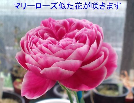 品種不明の挿し木苗 7 品種不明の挿し木苗 12 【公式通販】