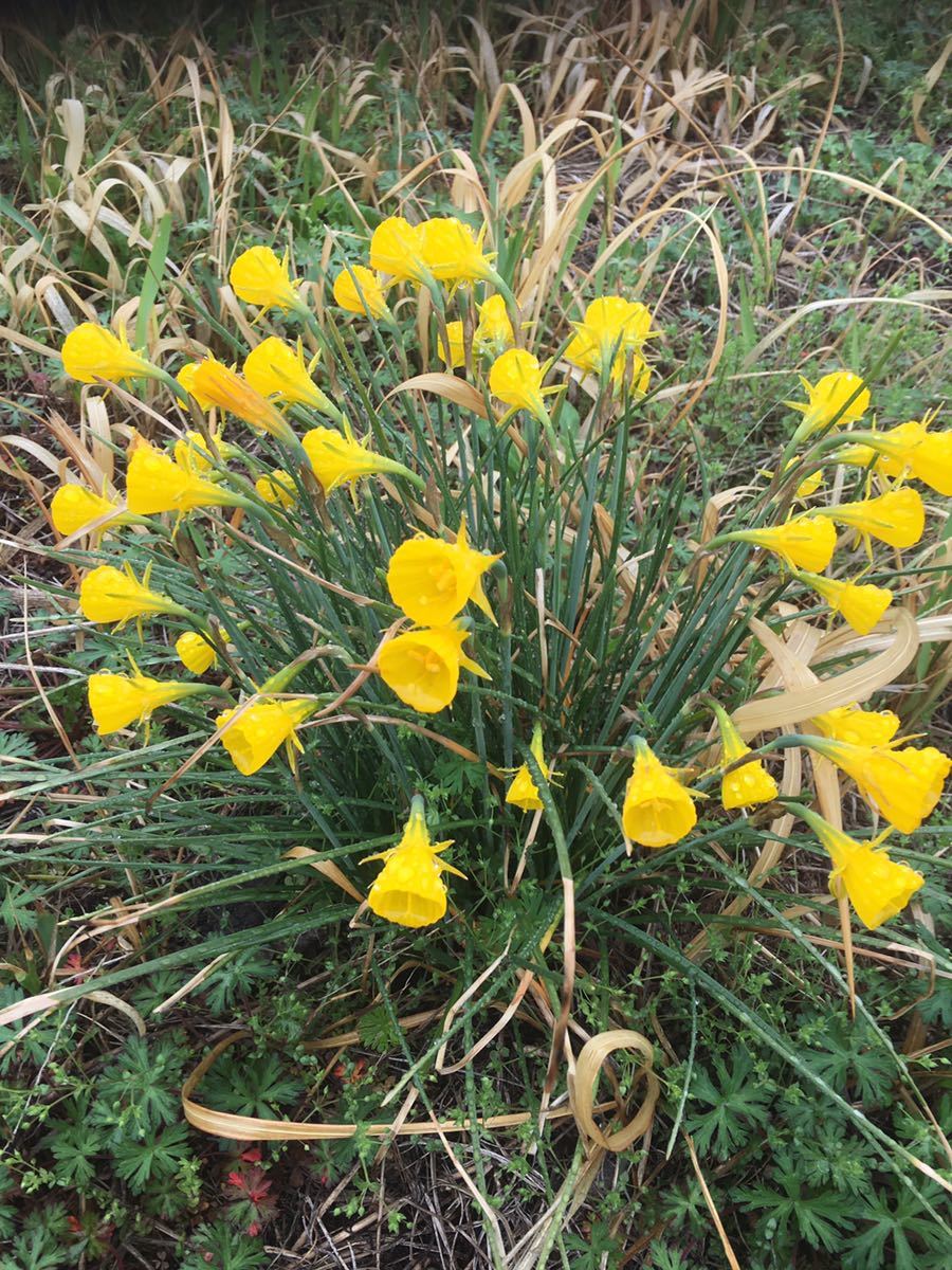 水仙の仲間 原種か ラッパのような形をしております ナルキッスス バルボコテイウム スイセン 売買されたオークション情報 Yahooの商品情報をアーカイブ公開 オークファン Aucfan Com