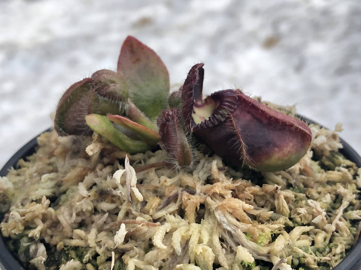 Cephalotus follicularis ”Fred Howell Giant” MC・食虫植物・観葉植物