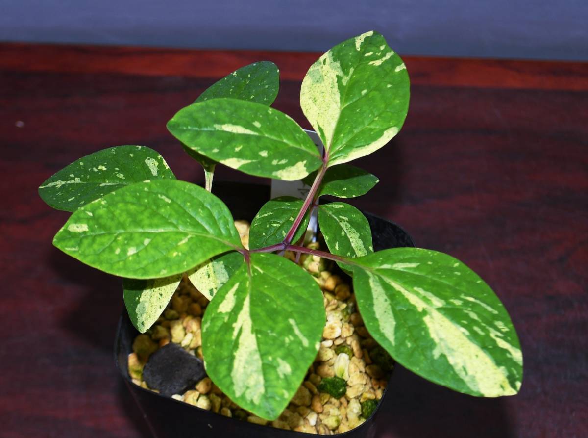 ヤマシャクヤク 新潟佐渡産 3年生 山野草 山芍薬 ヤマシャク斑入り 春蘭 富貴蘭 寒蘭 花 売買されたオークション情報 Yahooの商品情報をアーカイブ公開 オークファン Aucfan Com