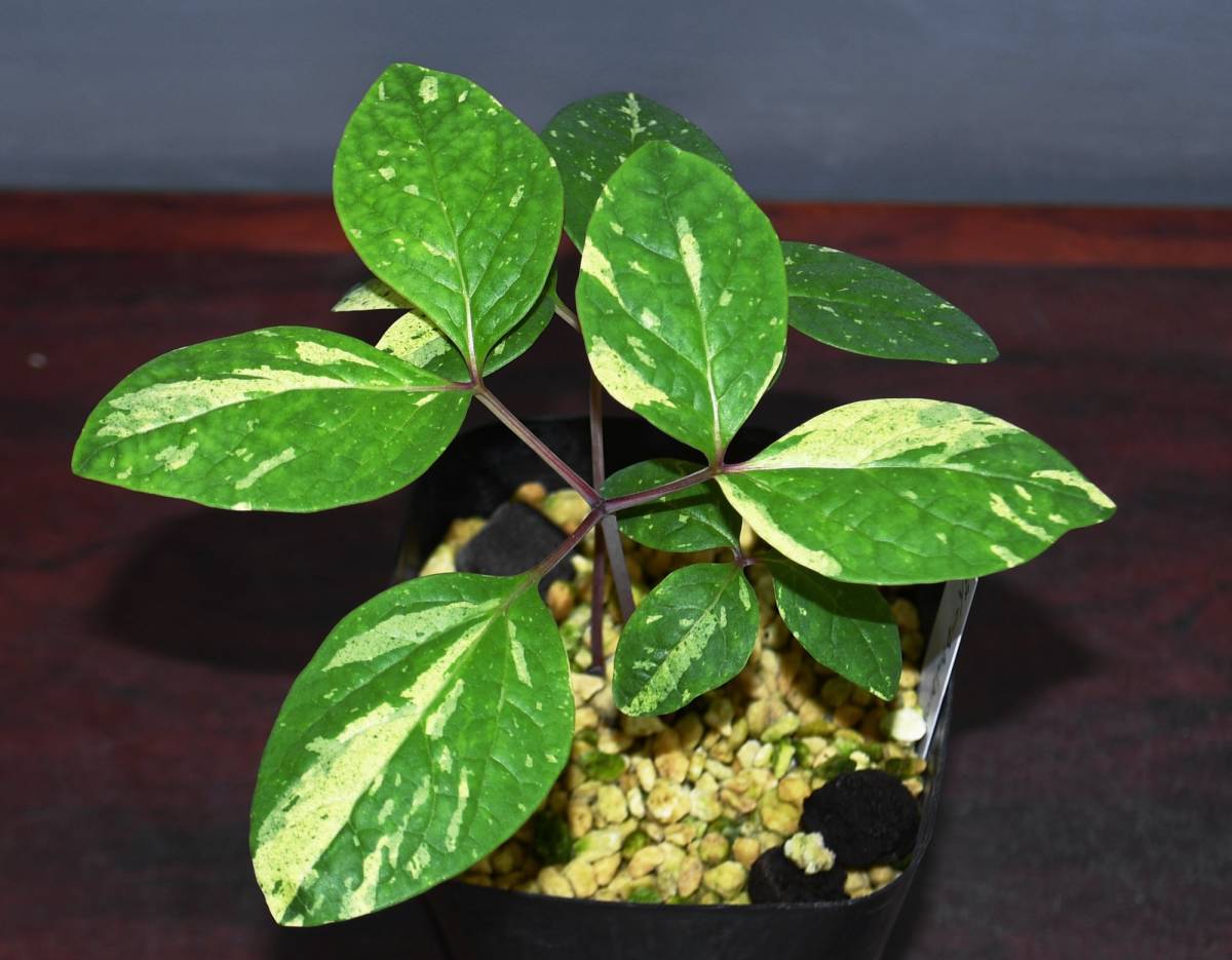 ヤマシャクヤク 新潟佐渡産 3年生 山野草 山芍薬 ヤマシャク斑入り 春蘭 富貴蘭 寒蘭 花 売買されたオークション情報 Yahooの商品情報をアーカイブ公開 オークファン Aucfan Com