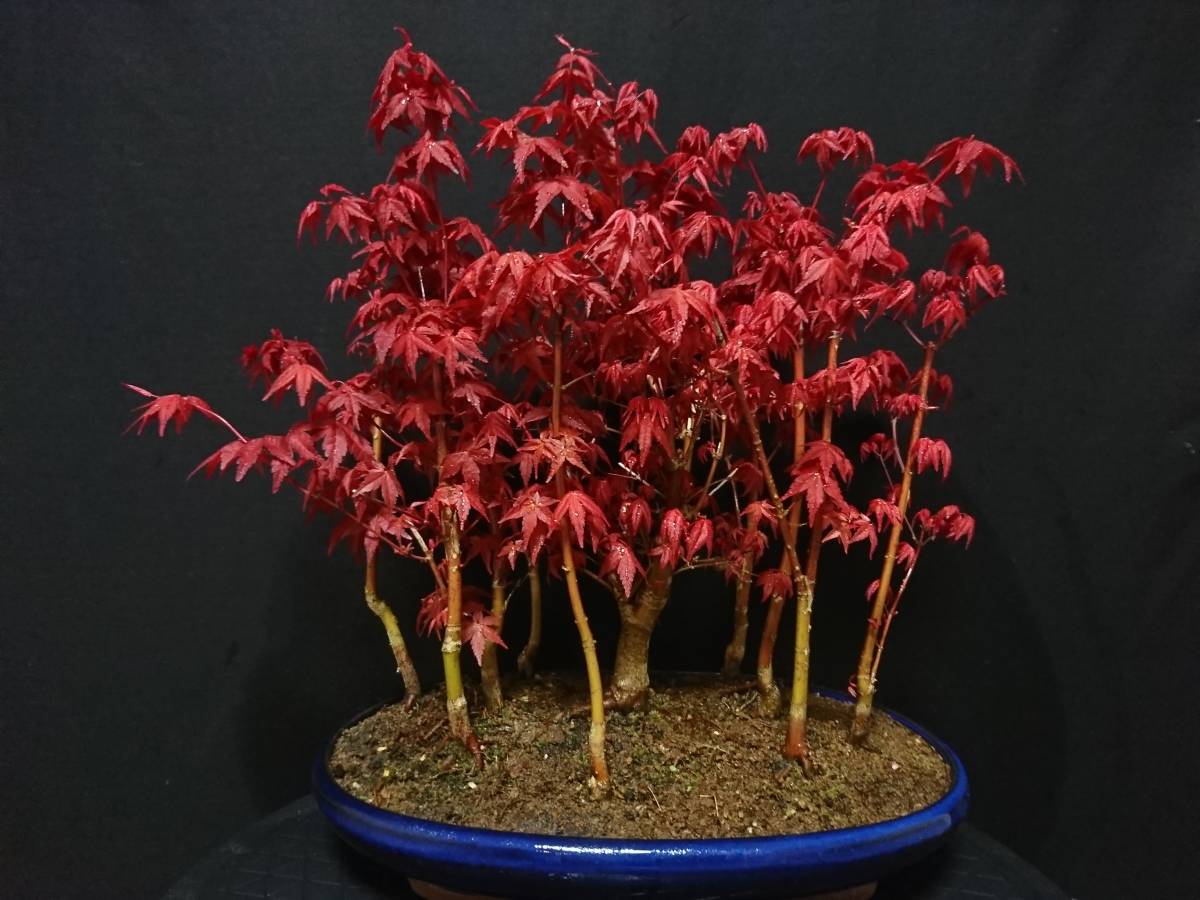 ビャクシン】紅葉[出猩々]／モミジ[デショウジョウ] 寄せ植え 樹高37