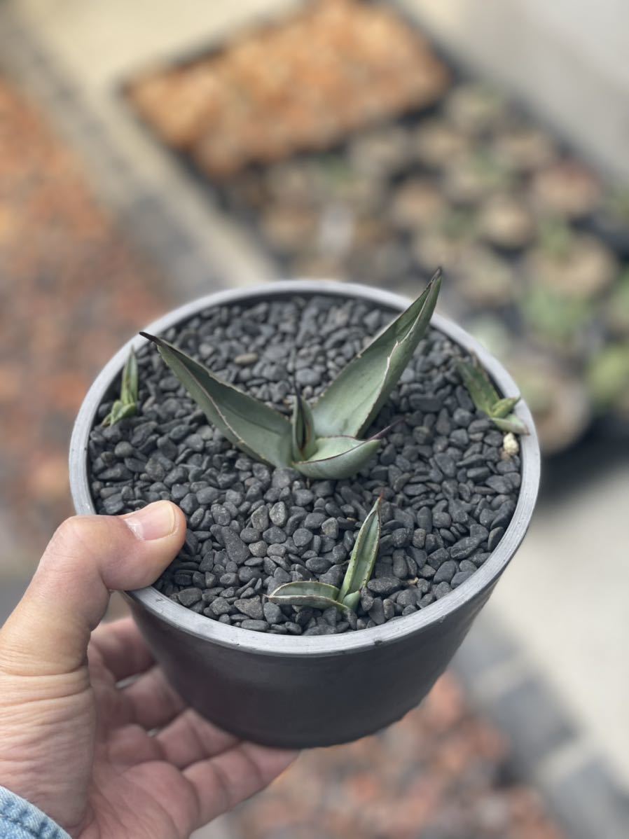 ☆子株3つ付き☆・小株・アガベ シャークスキン Agave nigra “Shark
