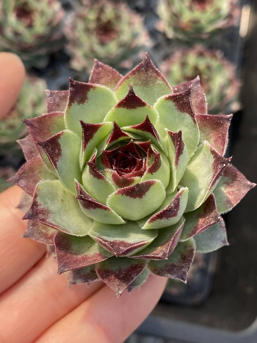 多肉植物 エケベリア ベンケイソウ科 センペルビブム属 25個 超美苗 サボテン 観葉植物 花 園芸 東京在庫 最短当日出荷 Dbf107 サボテン 売買されたオークション情報 Yahooの商品情報をアーカイブ公開 オークファン Aucfan Com