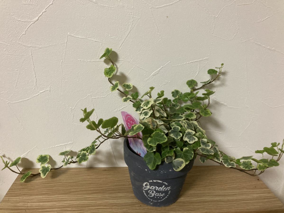 園芸店購入 レア アイビー ヘデラ 雪ほたる 観葉植物 売買されたオークション情報 Yahooの商品情報をアーカイブ公開 オークファン Aucfan Com