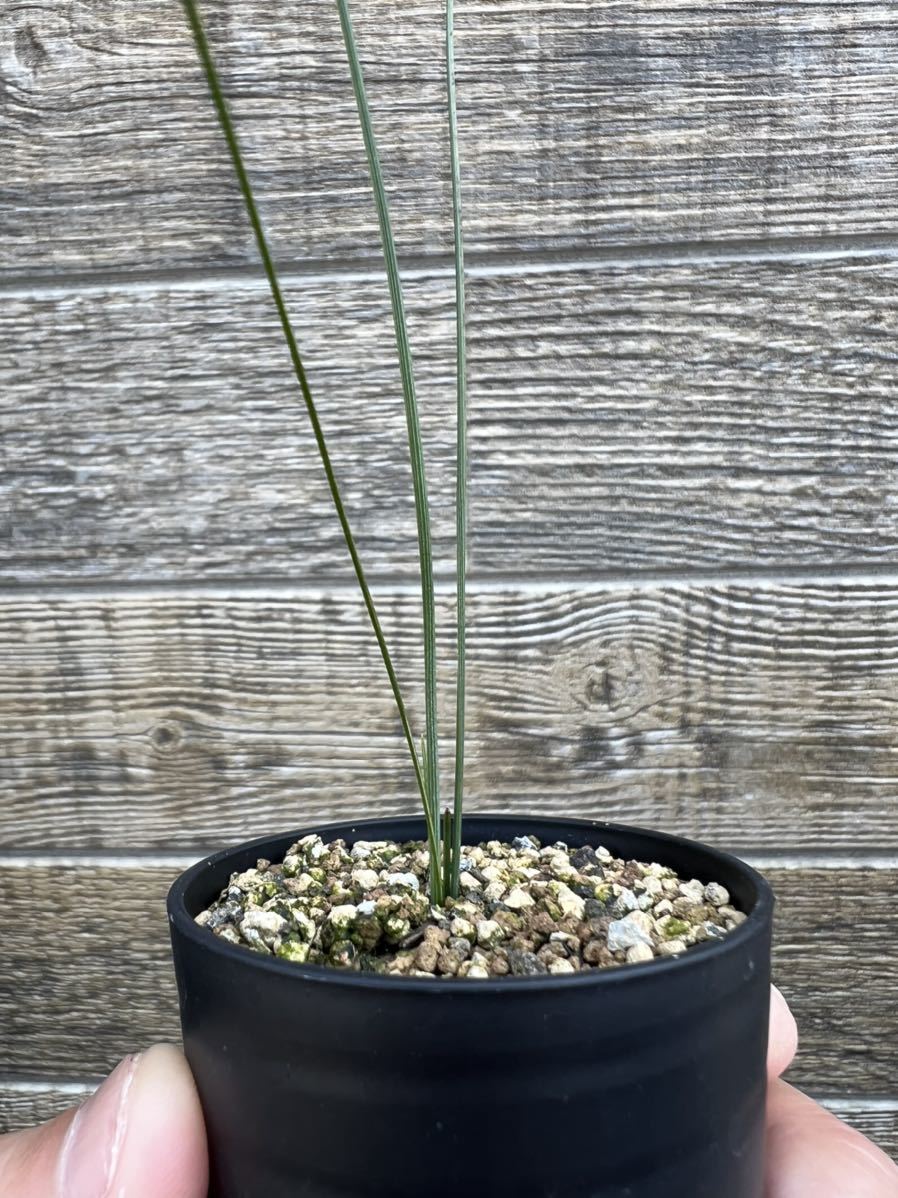 クサントロエア グラウカ グラスツリー ブラックボーイ ダシリリオン ススキノキ科 ユッカ アガベ 多肉 塊根 コーデックス 観葉植物 売買されたオークション情報 Yahooの商品情報をアーカイブ公開 オークファン Aucfan Com