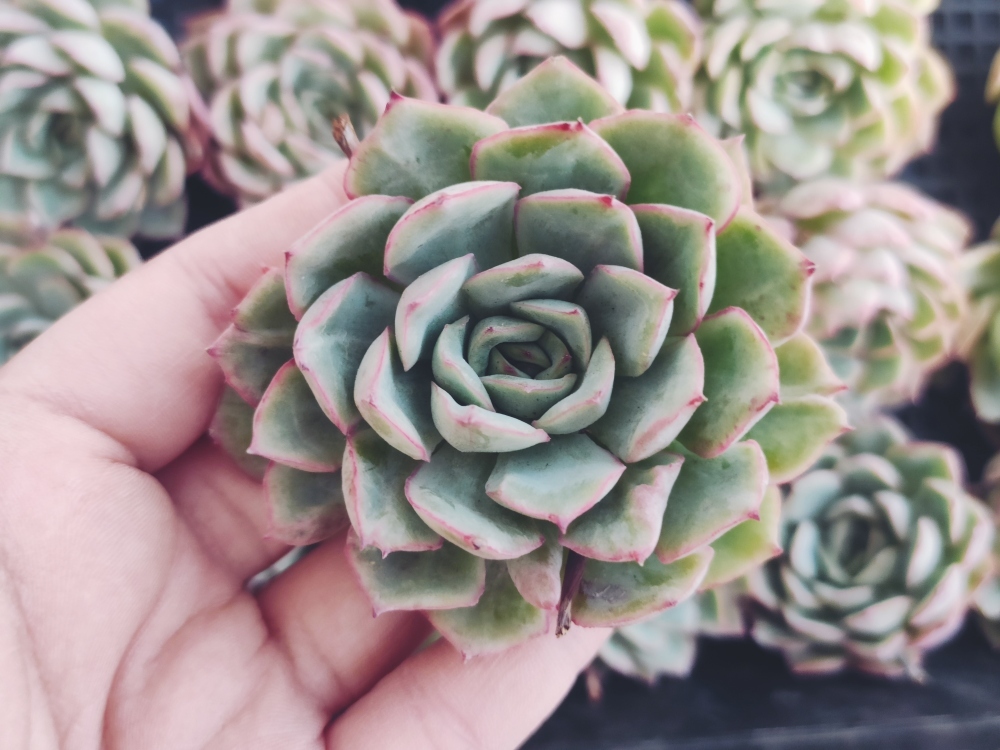 fw015アローガントムーン25 個 多肉植物 エケベリア 