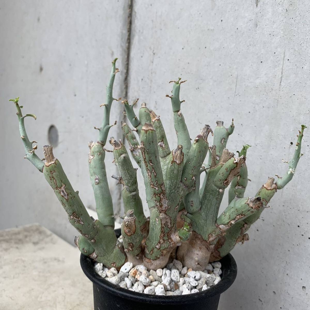 ユーフォルビア ガリエピナ Euphorbia gariepina 塊根 コーデックス