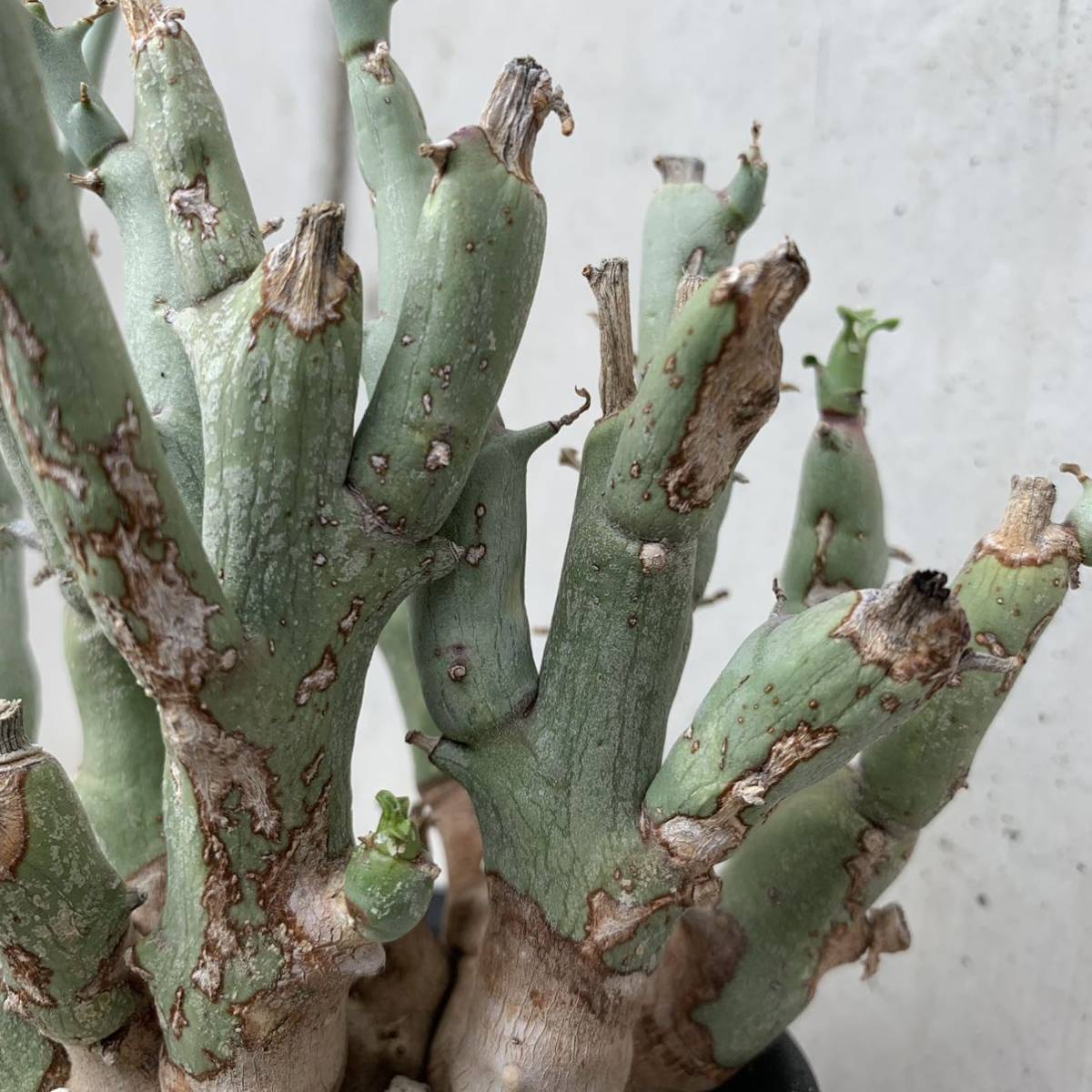 レア実生！　ユーフォルビア　ガリエピナ　多肉植物　塊根植物 ユーフォルビア ガリエピナ Euphorbia gariepina 塊根 コーデックス