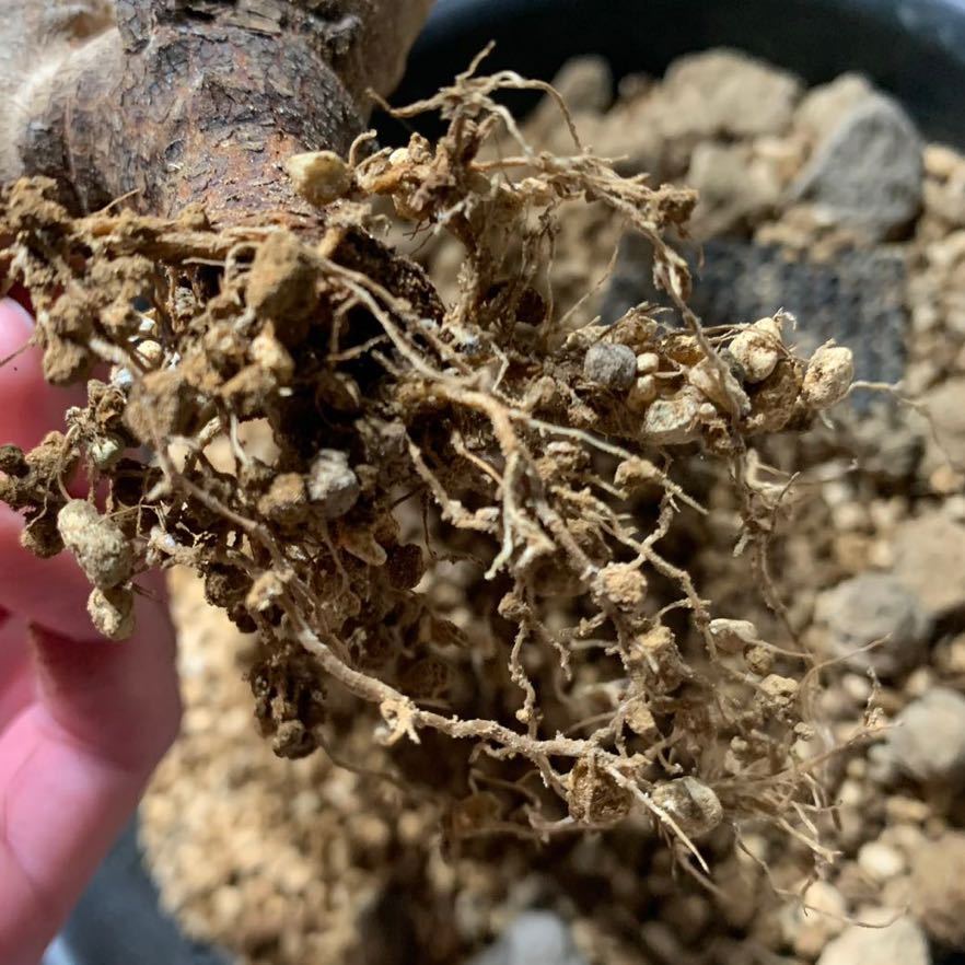 ユーフォルビア ガリエピナ Euphorbia gariepina 塊根 コーデックス