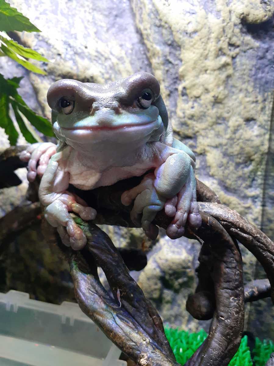 イエアマガエル カエル 売買されたオークション情報 Yahooの商品情報をアーカイブ公開 オークファン Aucfan Com