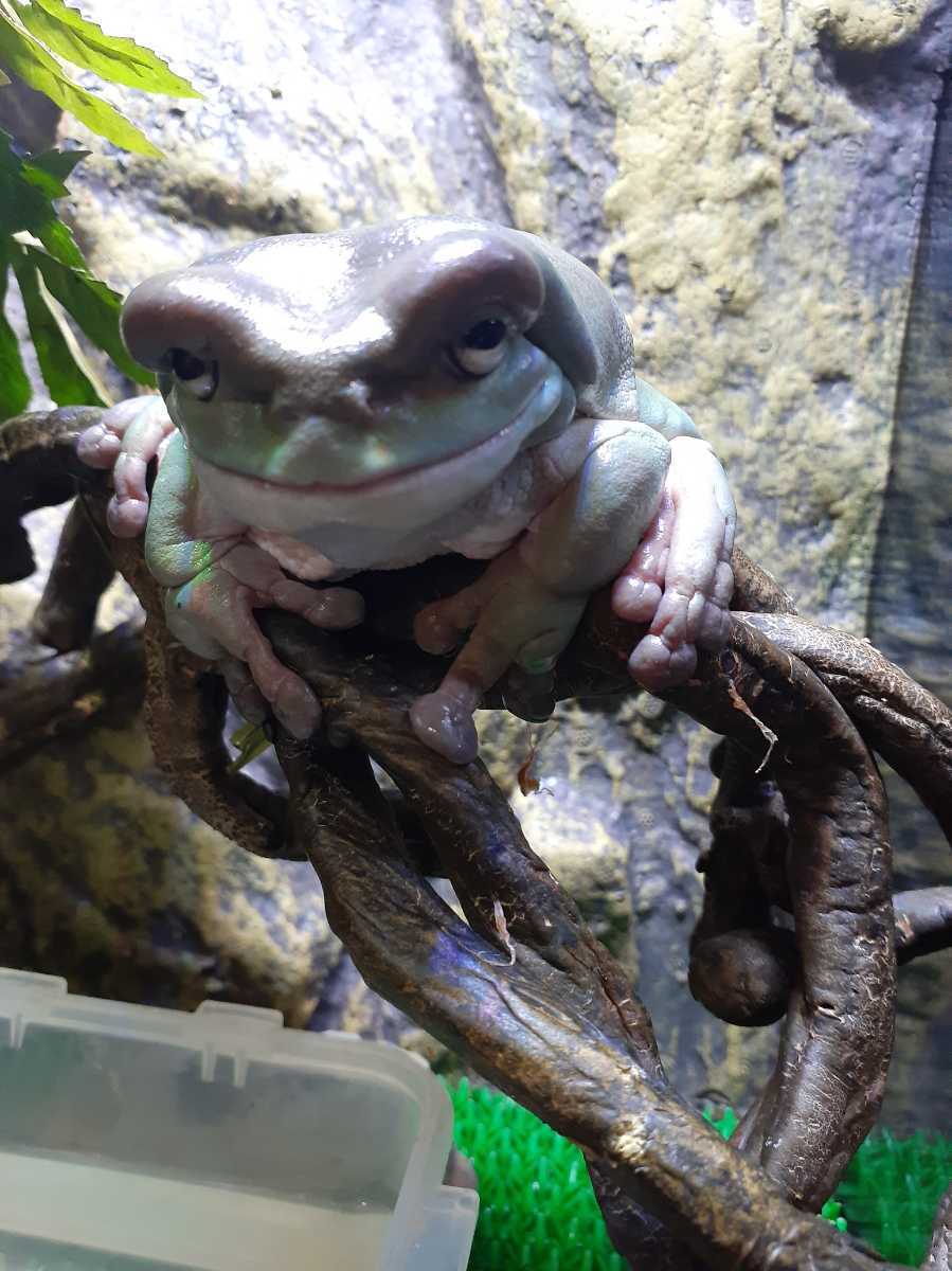 イエアマガエル カエル 売買されたオークション情報 Yahooの商品情報をアーカイブ公開 オークファン Aucfan Com