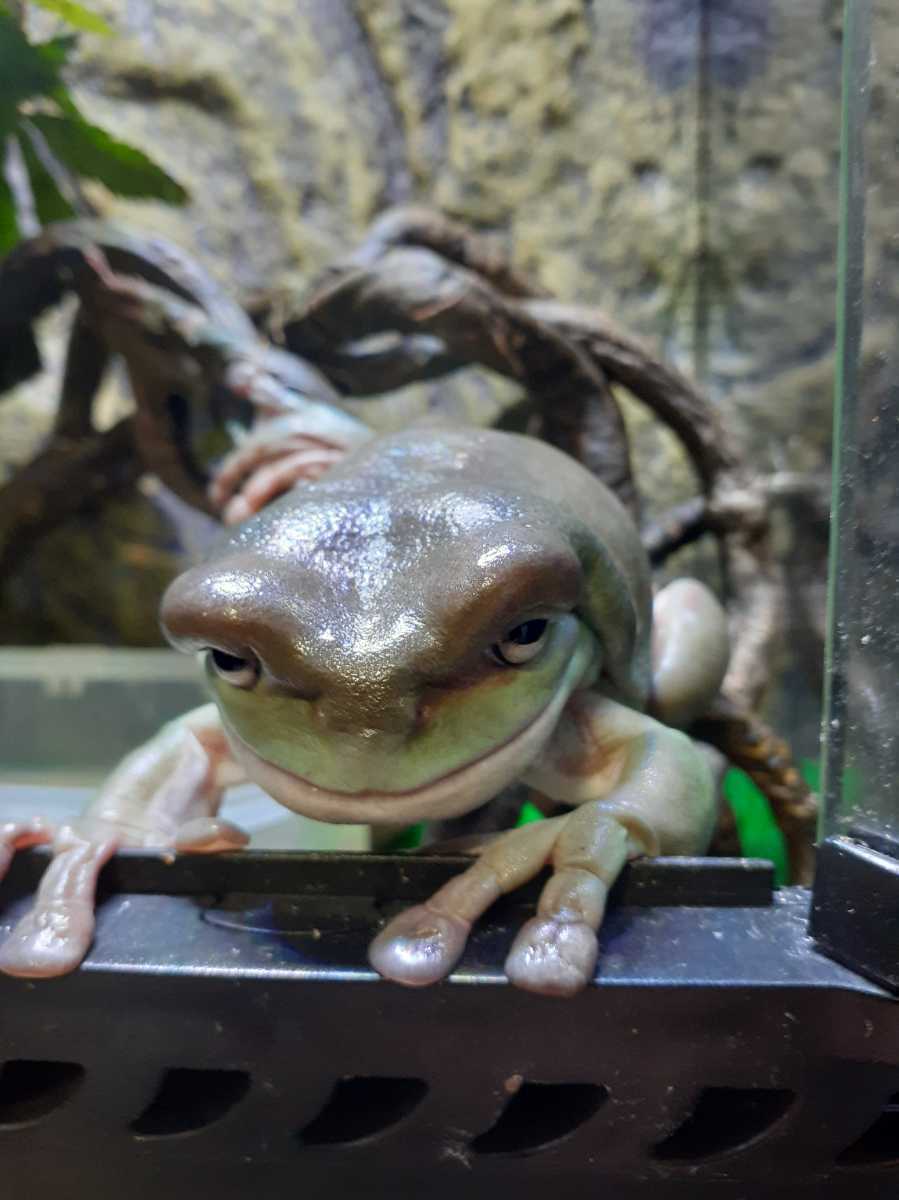 イエアマガエル カエル 売買されたオークション情報 Yahooの商品情報をアーカイブ公開 オークファン Aucfan Com