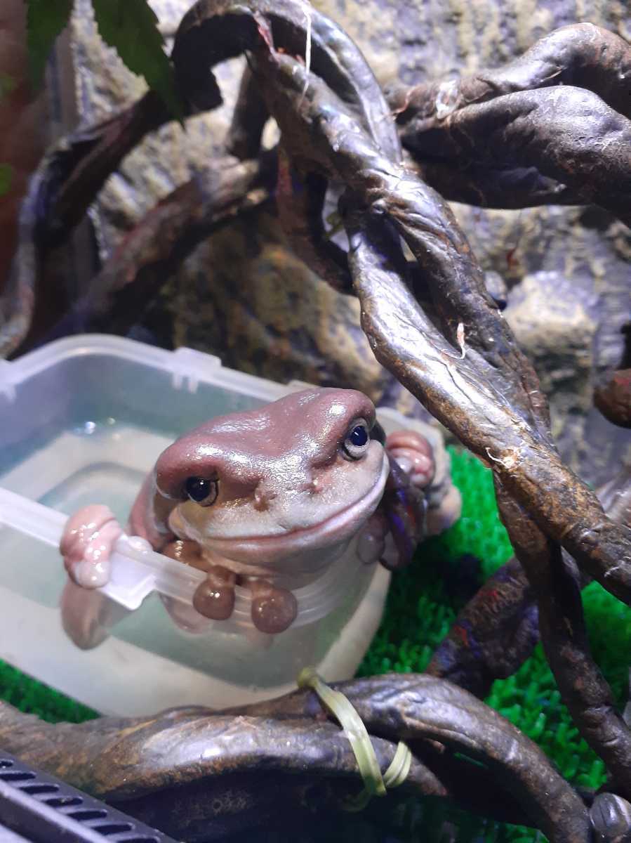 イエアマガエル カエル 売買されたオークション情報 Yahooの商品情報をアーカイブ公開 オークファン Aucfan Com