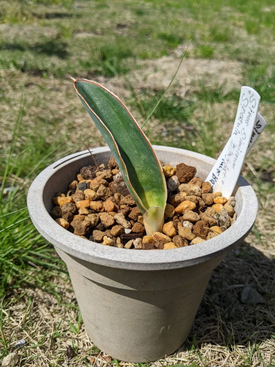 サンスベリア サイナスシミオラム 斑入り 