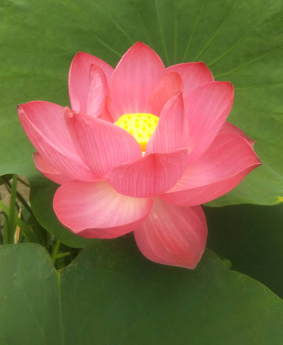 紅蓮 花ハス 艶陽天 レンコン 苗 大型 花蓮 蓮根 ハス 蓮 スイレン 睡蓮 ビオトープ 水生植物 めだか メダカ その他 売買されたオークション情報 Yahooの商品情報をアーカイブ公開 オークファン Aucfan Com